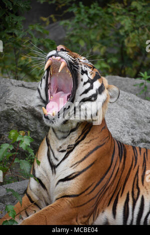 Close up portrait de l'un tigre Indochinois, bâiller ou rugissant, bouche grande ouverte et montrant les dents, low angle view Banque D'Images