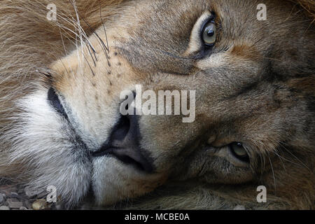 Extreme close up portrait of cute African lion mâle avec une belle crinière, jetant au sol et en regardant la caméra, low angle view Banque D'Images