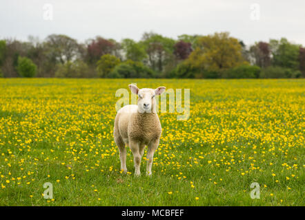 Un agneau solitaire se dresse au milieu d'une prairie Banque D'Images