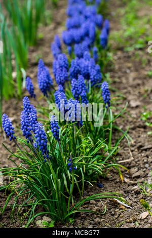 Muscari armeniacum, Arménien Muscaris, clochettes bleu fleur Banque D'Images