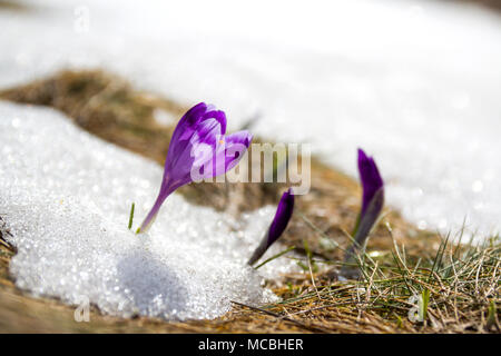 Close-up de merveilleuses fleurs violet vif incroyable premier crocus briser la neige dans la vallée des Carpates. Problèmes de l'écologie et la beauté o Banque D'Images