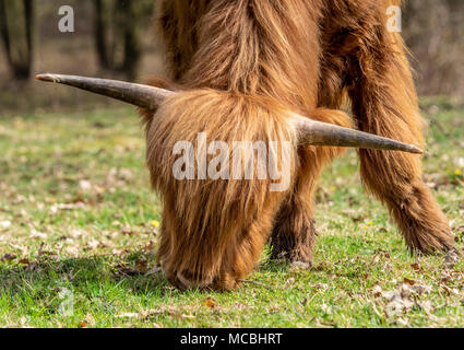 Vache Highland en milieu naturel Banque D'Images