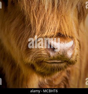 Close up of Highland vache dans l'environnement naturel Banque D'Images