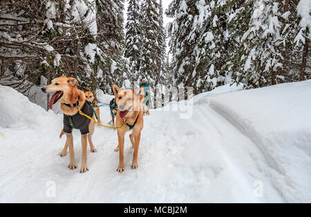 Tour de traîneau à chien avec Chien de Traîneau Mountain Man Adventures à Sun Peaks Resort en Colombie-Britannique, Canada. Les clients peuvent prendre dans le traîneau tiré par des chiens. Et ils ont la chance de conduire le traîneau pendant le tour. Ici, une femme tente d'exécuter dans un traîneau à travers les bois. La plupart des chiens de traîneau ne sont pas Siberian Huskies, mais sont un croisement de beaucoup de chiens qui sont maigres et rapide. Le croisement est appelé Alaskan Husky. Banque D'Images