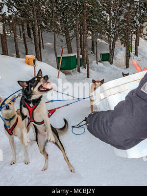 À la fin d'un tour de traîneau à chien de traîneau Mountain Man aventures, les chiens ont jeté des morceaux de gras de viande, dont ils ont besoin en hiver pour le carburant. La plupart des chiens de traîneau ne sont pas Siberian Huskies, mais sont un croisement de beaucoup de chiens qui sont maigres et rapide. Le croisement est appelé Alaskan Husky. Banque D'Images