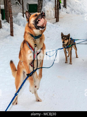 À la fin d'un tour de traîneau à chien de traîneau Mountain Man aventures, les chiens ont jeté des morceaux de gras de viande, dont ils ont besoin en hiver pour le carburant. La plupart des chiens de traîneau ne sont pas Siberian Huskies, mais sont un croisement de beaucoup de chiens qui sont maigres et rapide. Le croisement est appelé Alaskan Husky. Banque D'Images