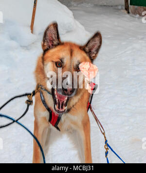 À la fin d'un tour de traîneau à chien de traîneau Mountain Man aventures, les chiens ont jeté des morceaux de gras de viande, dont ils ont besoin en hiver pour le carburant. La plupart des chiens de traîneau ne sont pas Siberian Huskies, mais sont un croisement de beaucoup de chiens qui sont maigres et rapide. Le croisement est appelé Alaskan Husky. Banque D'Images