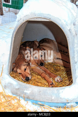 À la fin d'un voyage avec l'homme montagne aventures de chiens de traîneau, vous obtenez à l'animal de compagnie chiens adultes et chiots. Cette socialise. Il s'agit de cinq mois, chiots. La plupart des chiens de traîneau ne sont pas Siberian Huskies, mais sont un croisement de beaucoup de chiens qui sont maigres et rapide. Le croisement est appelé Alaskan Husky. Banque D'Images