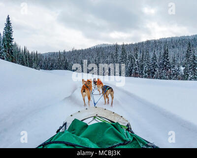 Tour de traîneau à chien avec Chien de Traîneau Mountain Man Adventures à Sun Peaks Resort en Colombie-Britannique, Canada. Les clients peuvent prendre dans le traîneau tiré par des chiens. Et ils ont la chance de conduire le traîneau pendant le tour. La plupart des chiens de traîneau ne sont pas Siberian Huskies, mais sont un croisement de beaucoup de chiens qui sont maigres et rapide. Le croisement est appelé Alaskan Husky. Banque D'Images