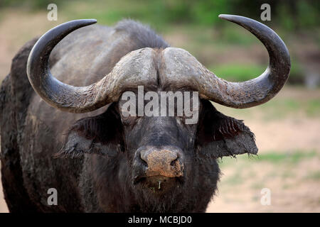 Buffle (Syncerus caffer), adulte, animal portrait, Sabi Sand Game Reserve, Kruger National Park, Afrique du Sud Banque D'Images