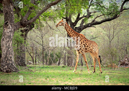 Le sud de Girafe (Giraffa camelopardalis giraffa), adulte, s'exécute entre les arbres, Kruger National Park, Afrique du Sud Banque D'Images