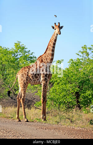 Le sud de Girafe (Giraffa camelopardalis giraffa), adulte, s'exécute dans la brousse, Kruger National Park, Afrique du Sud Banque D'Images