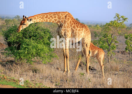 Le sud de girafes (Giraffa camelopardalis giraffa), mère d'allaitement des animaux au cours de l'alimentation des jeunes animaux, Kruger National Park Banque D'Images