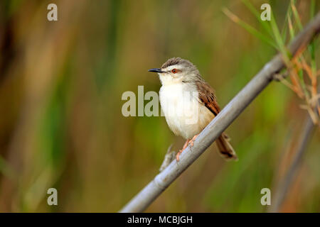 Tawny-flanquée Prinia subflava prinia (adultes), sur une branche, Sabi Sand Game Reserve, Kruger National Park, Afrique du Sud Banque D'Images