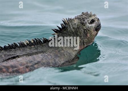 Iguane marin unique des îles Galapagos Banque D'Images