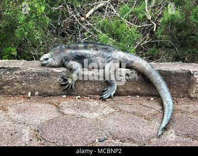 Iguane marin unique des îles Galapagos Banque D'Images