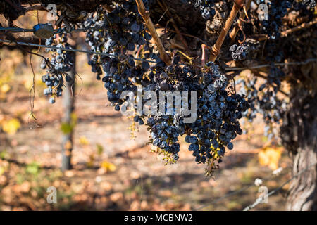 Taris grappes de raisins noirs sur la vigne Banque D'Images