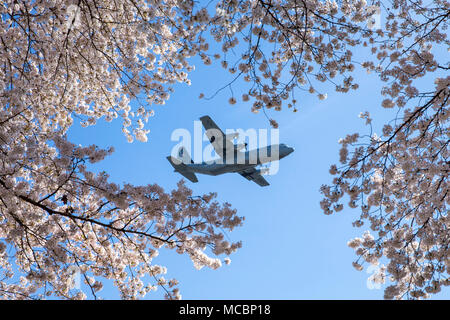 Un Air Force C-130J Super Hercules affecté à la 36e Escadron de transport aérien survole Yokota Air Base, au Japon, lors d'une mission de formation, le 30 mars 2018. Arbres de Sakura a fleuri à Yokota huit jours plus tôt que l'année dernière. Banque D'Images