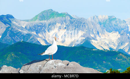 Mouette oiseau debout sur un rocher de pierre à la base de la montagne. Banque D'Images