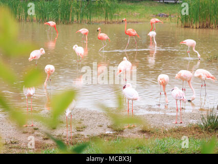 Des flamants roses sur l'étang dans un jour de pluie Banque D'Images