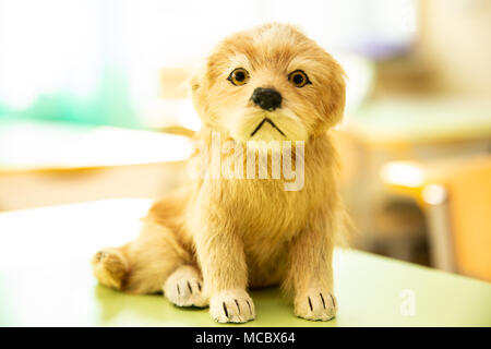 Chiot mignon toy assis à partir de la fenêtre ensoleillée Banque D'Images