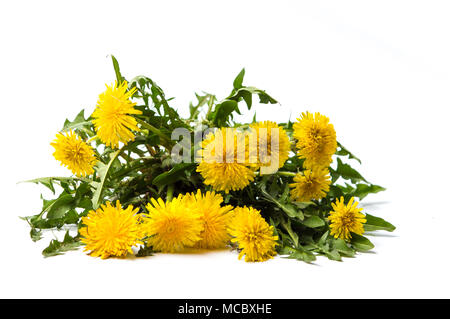 Fleurs de pissenlit isolé sur fond blanc Banque D'Images