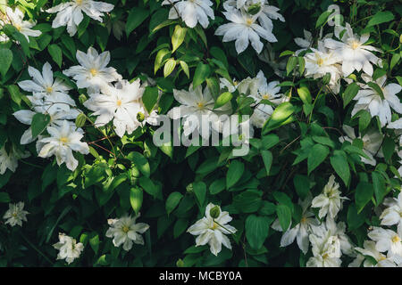 Clematis fleurs closeup Banque D'Images