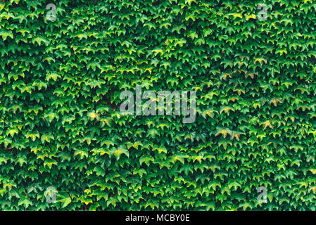 La texture des feuilles de lierre libre. Mur Vert. Banque D'Images