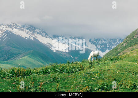 Cheval blanc en haute montagne Banque D'Images