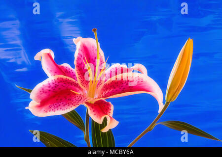 Close up of single Stargazer Lily rouge et blanc sur un fond bleu Banque D'Images