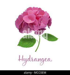 Fleurs d'hortensias. Vector illustration réaliste très détaillées. isolés. Hortensia fleur. Peut être utilisé comme élément de mariage Illustration de Vecteur