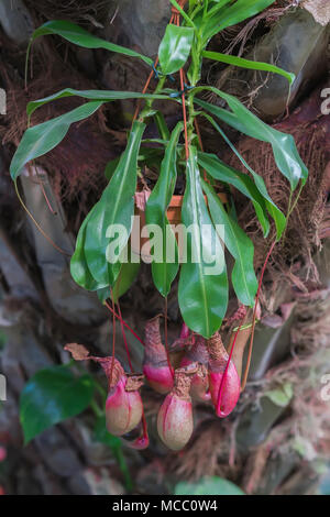 Nepenthes, Liana exotiques avec un pot avec un couvercle pour attraper des insectes, dans l'arboretum, fond botanique exotique Banque D'Images