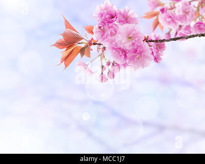 Sakura en fleurs. Printemps cerisier branche avec des fleurs roses et des feuilles sur l'arrière-plan flou. Banque D'Images