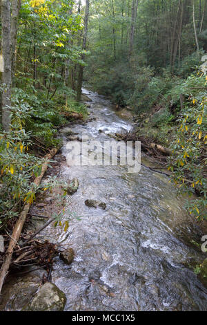 Une longue, Lush, Rocky, ruisseau de montagne pittoresque de courbes dans une forêt d'arbres feuillus et de rhododendrons en été Banque D'Images