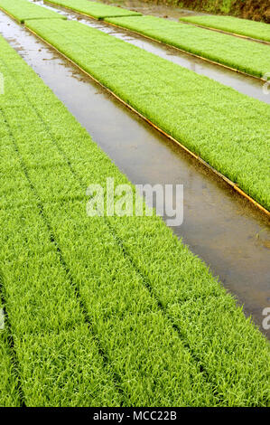 Les jeunes plants de riz de plus en plus prêts pour la plantation dans les bacs en bordure de la rizière Banque D'Images