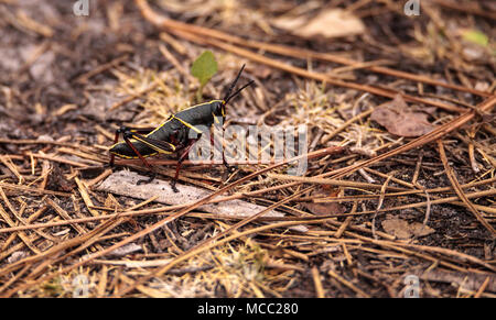 L'est marron et jaune pour mineurs lubber grasshopper Romalea microptera aussi appelé Romalea guttata grimpe sur l'herbe et les feuilles à Immokalee, Florida Banque D'Images