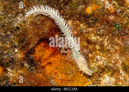 Tordeuse des canneberges, ou, peut-être Bristleworm Eurythoe complanata, ou Chloeia Pherecardia ou sp, sp.Tulamben, Bali, Indonésie. La mer de Bali, de l'Océan Indien Banque D'Images