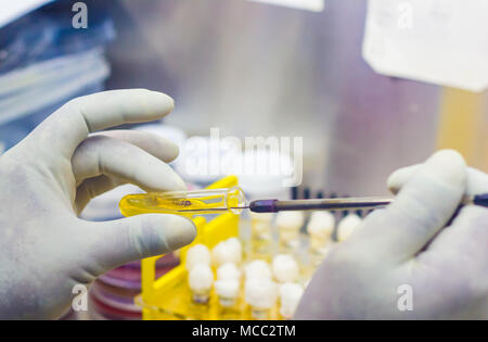 L'inoculation bactérienne sur une gélose de tube à essai à l'aide de milieux de culture jaune boucle d'inoculation par le scientifique à l'intérieur du laboratoire de microbiologie dans les hottes Banque D'Images