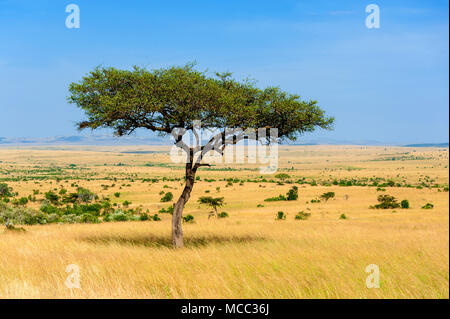 Beau paysage avec des arbres en Afrique personne ne Banque D'Images