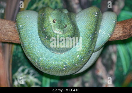 Serpent vert dans l'arbre Banque D'Images