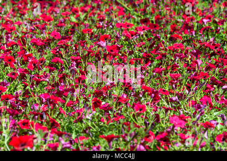 Image complète de pétunia rouge fleurs du jardin sur une journée ensoleillée. Banque D'Images