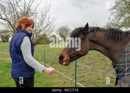 Propriétaire d'un cheval vu nourrir une carotte comme on le voit dans son champ de pâturage au printemps. Remarquez la clôture électrique à l'avant-plan. Banque D'Images