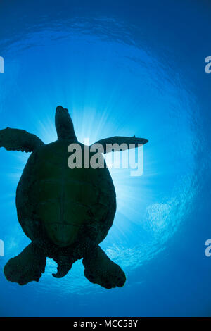 La silhouette d'une grande femelle tortue verte, Chelonia mydas, une espèce en voie de disparition, passe au-dessus de lui à une station de nettoyage au large de West Maui, Hawaii. Banque D'Images