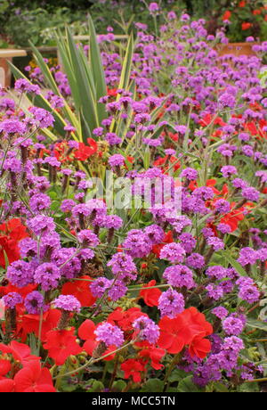 Schéma de plantation rouge et violet. Violet vif Verveine Rigida géraniums rouges et la fin de l'été dans une frontière, UK Banque D'Images