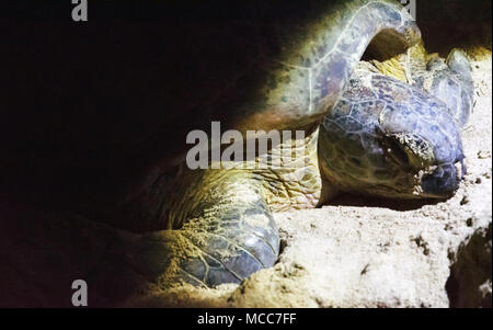 L'écloserie de tortues sur l'île de Selingan Banque D'Images