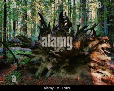 La casse des racines d'un énorme arbre tombé dans une forêt. Banque D'Images