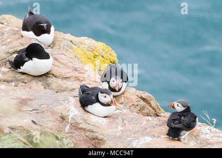 Macareux moine debout sur les falaises de Skomer Island West Wales Pembrokeshire UK Banque D'Images