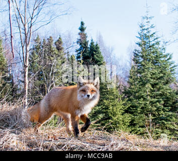 Un curieux Red Fox prend un coup d'oeil Banque D'Images