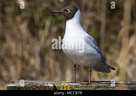 Mouette à tête noire (Larus ridibundus) perché sur l'escrime à bord de l'eau at Arundel wetland centre. Bec et pattes rouge foncé à capuchon noir visage corps blanc. Banque D'Images