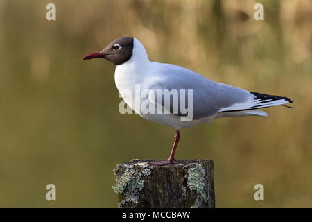 Mouette à tête noire (Larus ridibundus) posés sur des post dans l'eau à Arundel Wildfowl & Wetlands Trust au Royaume-Uni. Tête à capuchon noir jambes rouge foncé et le projet de loi comme des oiseaux nicheurs. Banque D'Images